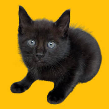 Rescue Domestic Short Hair Cats for Adoption in Tuscaloosa, Alabama - Tommy | PetCurious