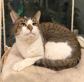 Rescue American Shorthair Cats for Adoption in Union City, New Jersey - Max | PetCurious