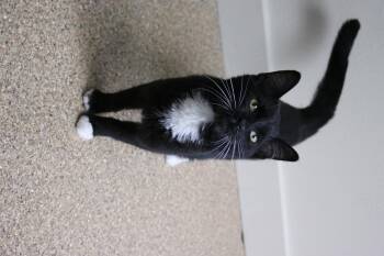 Rescue Domestic Medium Hair Cats for Adoption in La Grande, Oregon - Fred | PetCurious