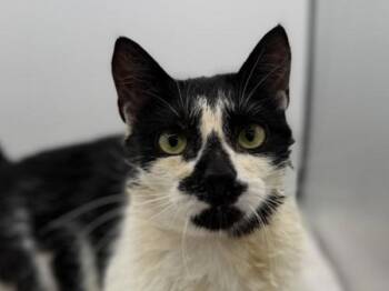 Domestic Short Hair Cats Available for Adoption in Portland, Oregon - Slip | PetCurious