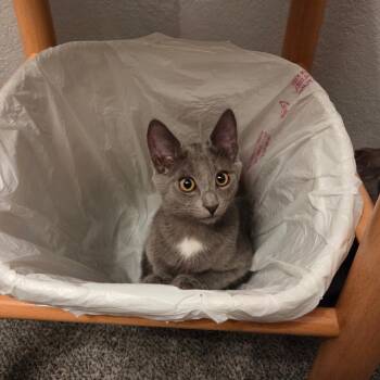 Dorothy -  Domestic Short Hair Cat for Adoption in Sonoma, California - Dorothy | PetCurious