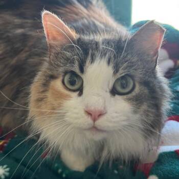 Emery -  Domestic Long Hair Cat for Adoption in Lakewood, Colorado - Emery | PetCurious
