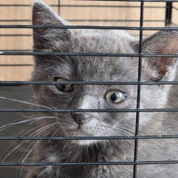 Domestic Short Hair and Russian Blue Cats Available for Adoption in Fort Worth, Texas - Fred | PetCurious