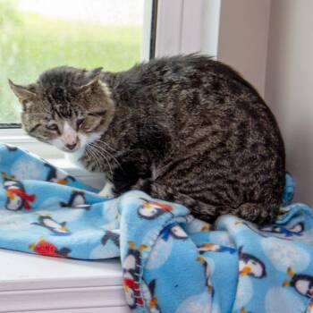 Domestic Short Hair Cats Available for Adoption in Wichita, Kansas - Steven | PetCurious