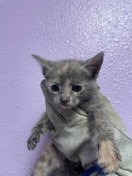 61158535 -  Domestic Short Hair Cat for Adoption in El Paso, Texas - 61158535 | PetCurious