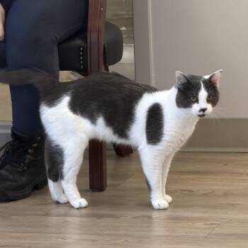 Lex -  Domestic Short Hair Cat for Adoption in North Providence, Rhode Island - Lex | PetCurious