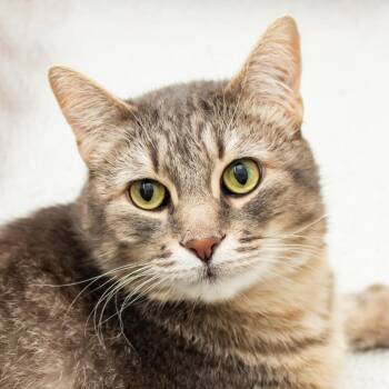 Domestic Short Hair Cats Available for Adoption - Charles | PetCurious