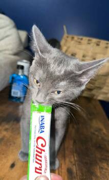 Rescue Domestic Short Hair Cats for Adoption in Hughesville, Maryland - Caviar | PetCurious