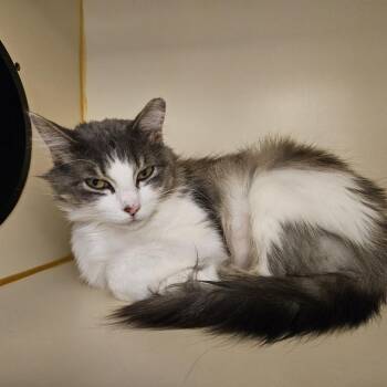 Domestic Medium Hair Cats Available for Adoption - Pelusa | PetCurious