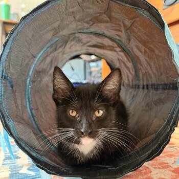 Waldo -  Domestic Short Hair Cat for Adoption in Buffalo, New York - Waldo | PetCurious
