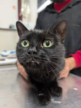 Carmilla -  Domestic Medium Hair Cat for Adoption in Fall River, Massachusetts - Carmilla | PetCurious