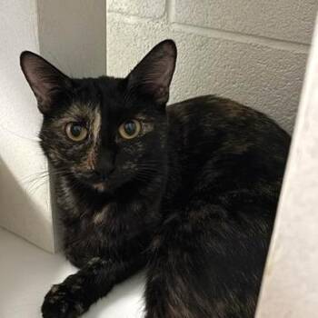 Diamond -  Domestic Short Hair Cat for Adoption in Phoenix, Arizona - Diamond | PetCurious