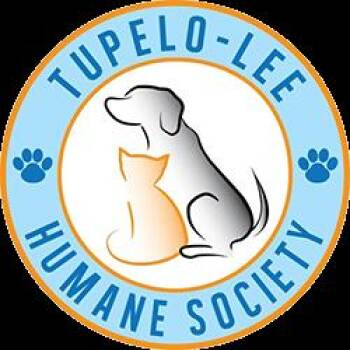Baby - 081501U -  Domestic Medium Hair Cat for Adoption in Tupelo, Mississippi - Baby - 081501U | PetCurious
