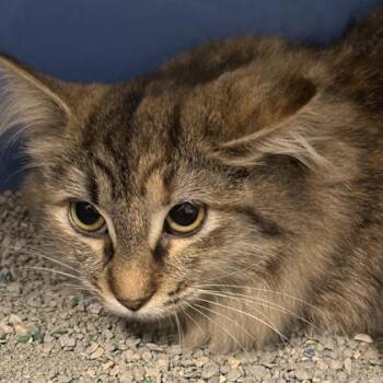 Maisey -  Domestic Short Hair Cat for Adoption in Lansing, Michigan - Maisey | PetCurious