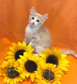 Scotch -  Domestic Medium Hair and Tiger Cat for Adoption in Lake Monroe, Florida - Scotch | PetCurious