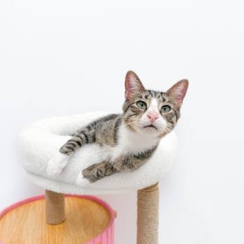 Franz -  Tabby Cat for Adoption in New Orleans, Louisiana - Franz | PetCurious