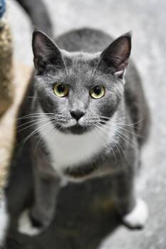 Mustachio -  Domestic Short Hair Cat for Adoption in Saint James City, Florida - Mustachio | PetCurious
