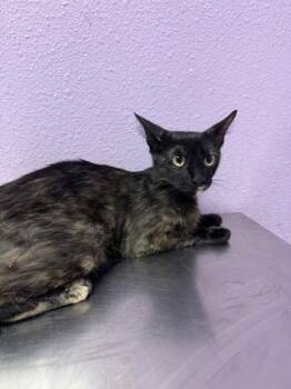 61311843 -  Domestic Short Hair Cat for Adoption in El Paso, Texas - 61311843 | PetCurious
