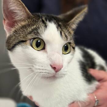 Domestic Short Hair Cats Available for Adoption in Charleston, West Virginia - Marty Supreme | PetCurious