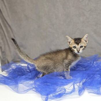Amity-C -  Domestic Short Hair Cat for Adoption in East St. Louis, Illinois - Amity-C | PetCurious