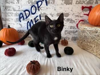 Binky -  Domestic Short Hair Cat for Adoption in San Tan Valley, Arizona - Binky | PetCurious