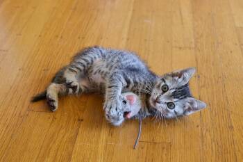 Kiernan (Bonded with Strudel) -  Domestic Short Hair Cat for Adoption in San Francisco, California - Kiernan (Bonded With Strudel) | PetCurious