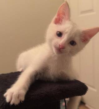Pearl Jam -  Domestic Short Hair Cat for Adoption in Logan, Utah - Pearl Jam | PetCurious