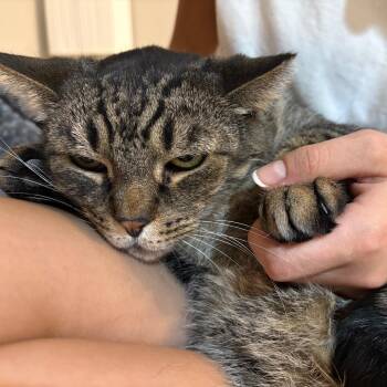 Rescue Domestic Short Hair Cats for Adoption in Columbus, Ohio - Louie | PetCurious