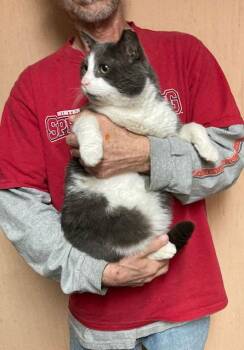 Domestic Short Hair Cats Available for Adoption - Brewster | PetCurious