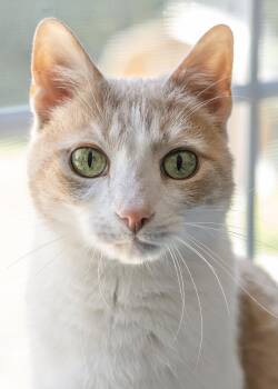 Preston -  Domestic Short Hair Cat for Adoption in Buford, Georgia - Preston | PetCurious
