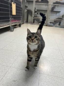 Domestic Short Hair Cats Available for Adoption - Sienna | PetCurious