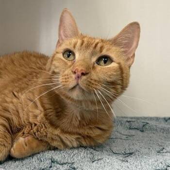 Griffin -  Domestic Short Hair Cat for Adoption in Hawthorne, California - Griffin | PetCurious