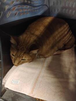 Steve -  Domestic Short Hair Cat for Adoption in Fallston, Maryland - Steve | PetCurious