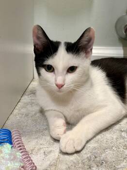 Elara -  Domestic Short Hair Cat for Adoption in Burlington, Vermont - Elara | PetCurious