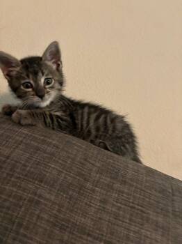 Rescue Domestic Short Hair Cats for Adoption in Bonsall, California - Flitwick 4826 | PetCurious