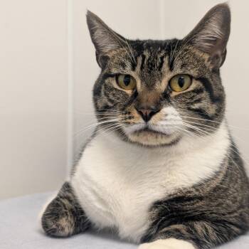 Trixie -  Domestic Short Hair Cat for Adoption in West Palm Beach, Florida - Trixie | PetCurious