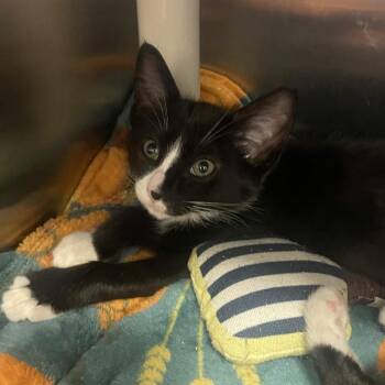 Noodle -  Domestic Short Hair Cat for Adoption in Keizer, Oregon - Noodle | PetCurious