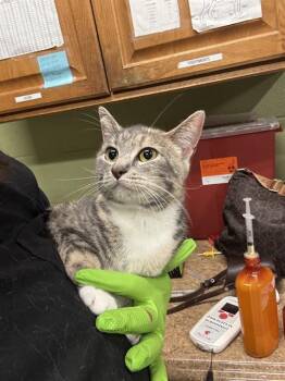 Domestic Short Hair Cats Available for Adoption in Indianapolis, Indiana - GIO | PetCurious