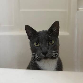 Rescue Domestic Short Hair Cats for Adoption in Gainesville, Florida - Tara | PetCurious