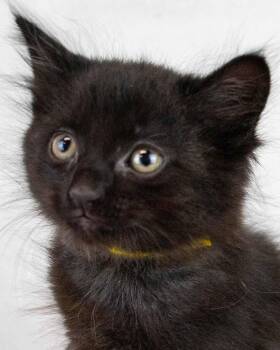 Benedict -  Domestic Medium Hair Cat for Adoption in Kennesaw, Georgia - Benedict | PetCurious