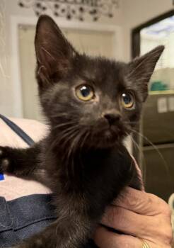 Rescue Domestic Short Hair Cats for Adoption in Pahrump, Nevada - Spooky (K3) | PetCurious