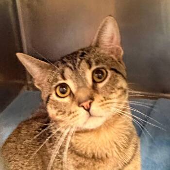 BANDIT -  Domestic Medium Hair Cat for Adoption in Corydon, Indiana - BANDIT | PetCurious