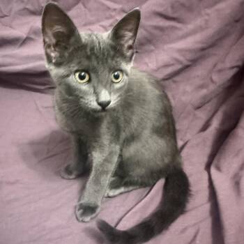 Salsa -  Russian Blue and Domestic Short Hair Cat for Adoption in Brea, California - Salsa | PetCurious