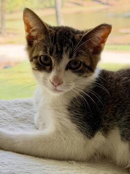 Garth -  American Shorthair Cat for Adoption in Roanoke, Alabama - Garth | PetCurious