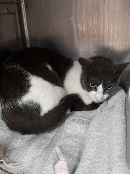 Wrenlee -  Domestic Short Hair Cat Available for Adoption in Houston, Texas - Wrenlee | PetCurious