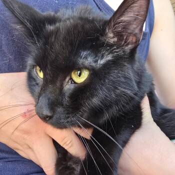 Maddox -  Domestic Short Hair Cat for Adoption in Klamath Falls, Oregon - Maddox | PetCurious