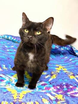 Sal -  Domestic Short Hair Cat Available for Adoption in Effingham, Illinois - Sal | PetCurious