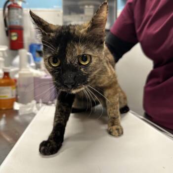 Domestic Short Hair Cats Available for Adoption in Morganton, North Carolina - Garlic Bread Sticks | PetCurious