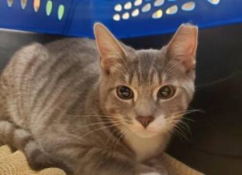 Bengal -  Domestic Short Hair Cat for Adoption in Kansas City, Missouri - Bengal | PetCurious