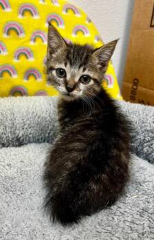Hopps -  Domestic Short Hair Cat Available for Adoption in Clinton, South Carolina - Hopps | PetCurious
